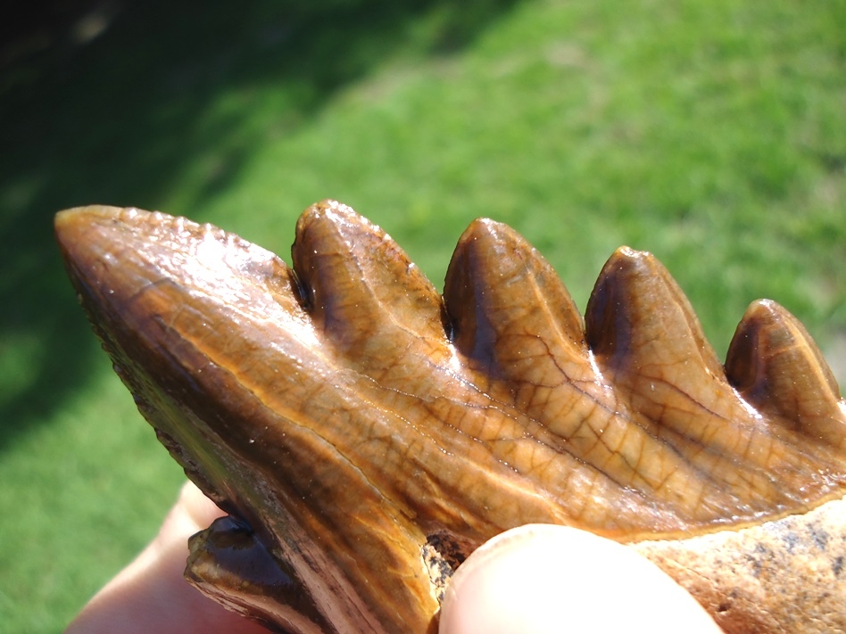 Large image 5 Incredible Florida Archaeocete Whale Tooth