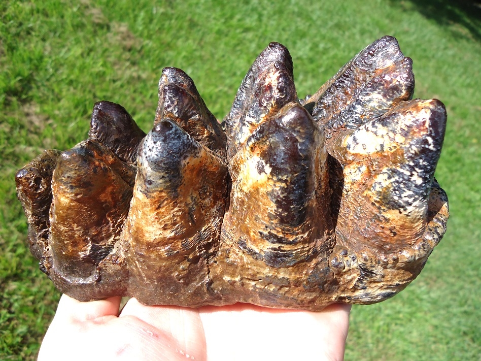 Large image 1 World Class Insanely Colorful Mastodon Tooth