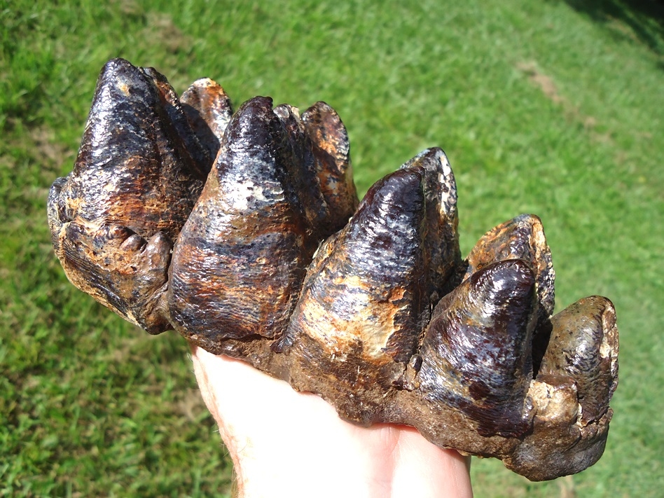 Large image 2 World Class Insanely Colorful Mastodon Tooth