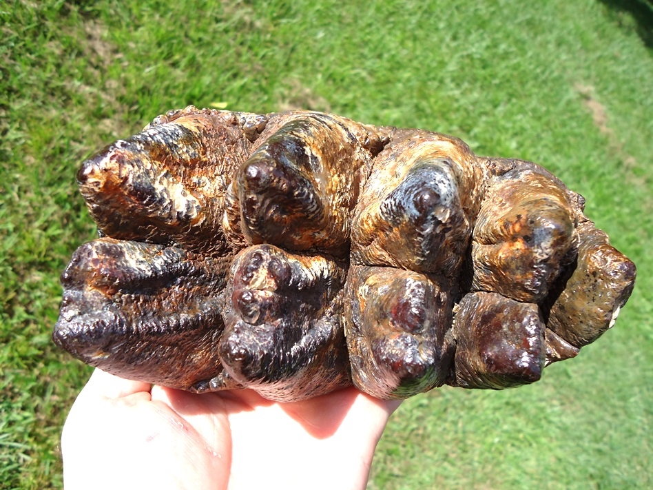 Large image 3 World Class Insanely Colorful Mastodon Tooth