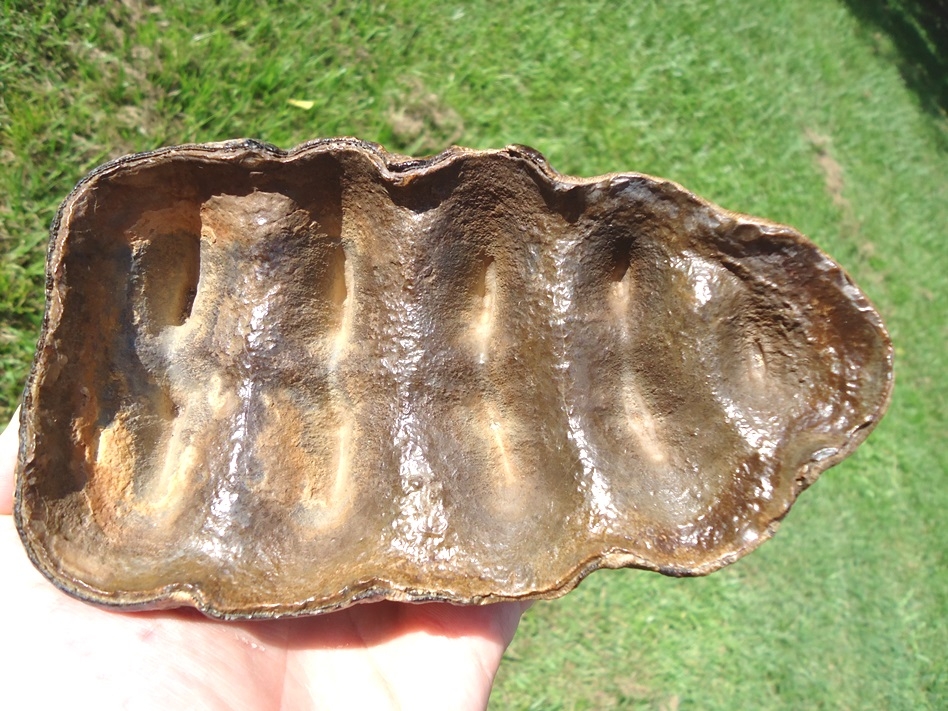 Large image 4 World Class Insanely Colorful Mastodon Tooth