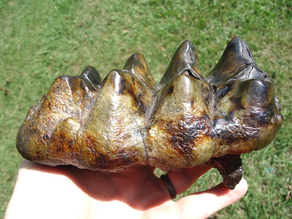 Large image 1 Beautifully Colorful Five Hump Mastodon Tooth