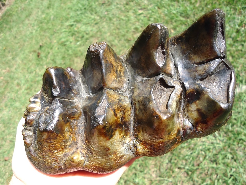 Large image 2 Beautifully Colorful Five Hump Mastodon Tooth