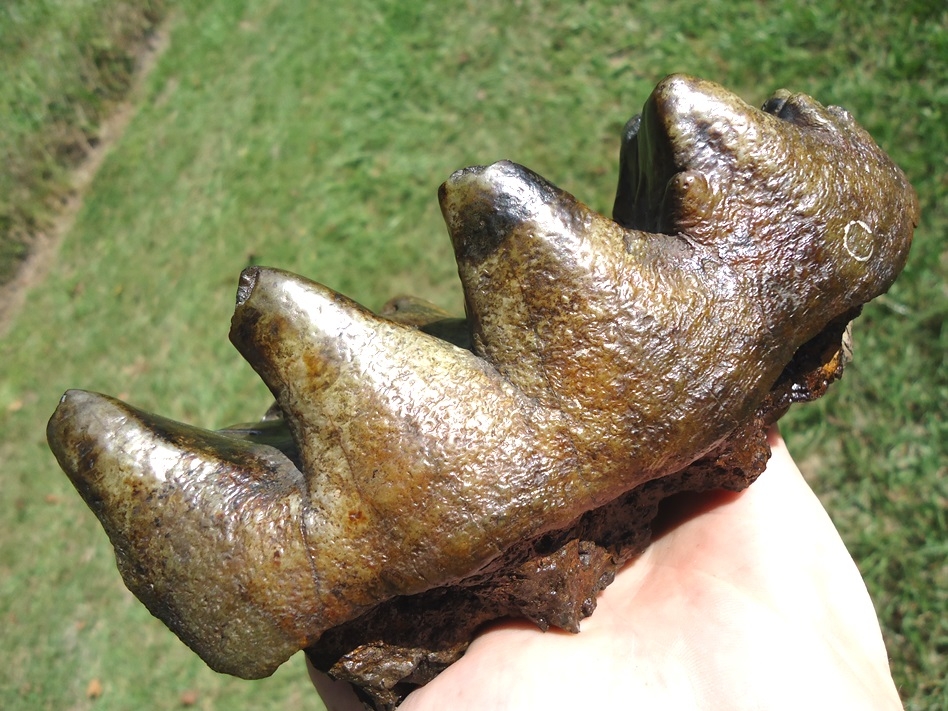 Large image 3 Beautifully Colorful Five Hump Mastodon Tooth