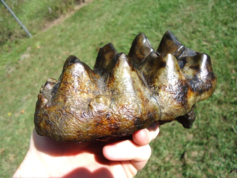 Large image 4 Beautifully Colorful Five Hump Mastodon Tooth