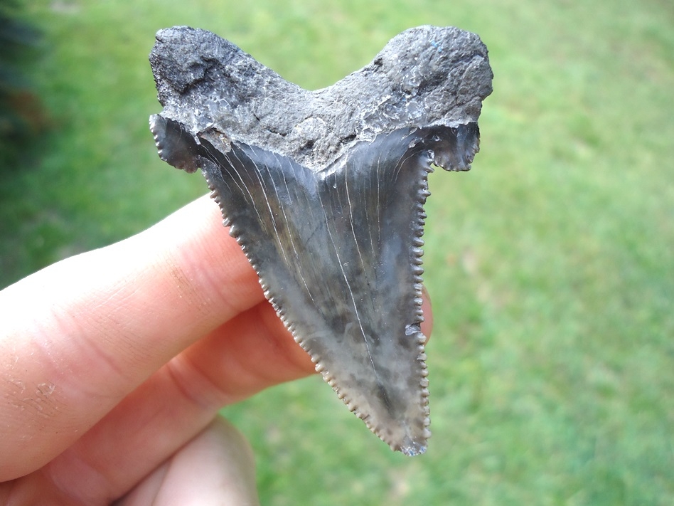 Large image 1 Quality Charcoal Colored Auriculatus Shark Tooth