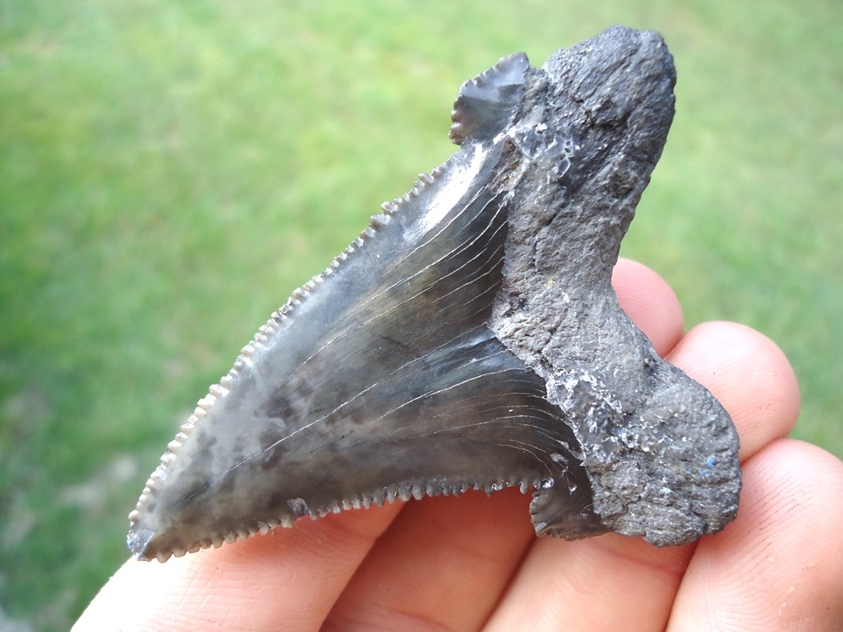 Large image 3 Quality Charcoal Colored Auriculatus Shark Tooth
