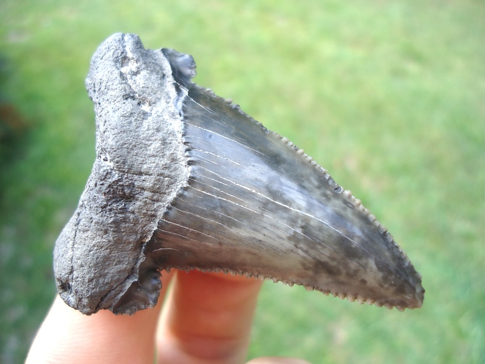 Large image 4 Quality Charcoal Colored Auriculatus Shark Tooth