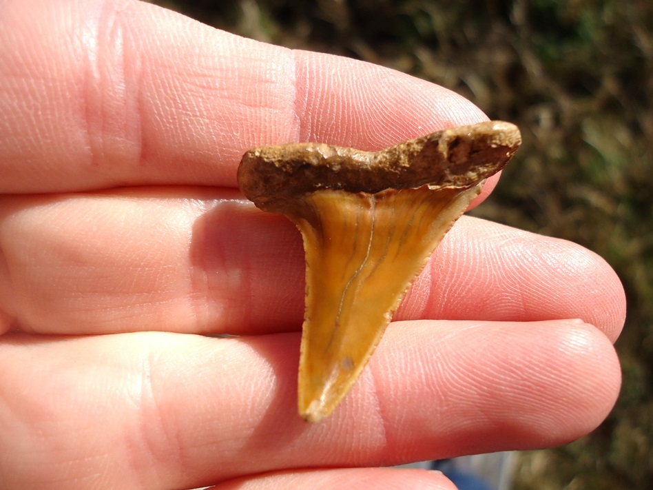 Large image 1 Curved Pathological Eocene Praecursor Shark Tooth