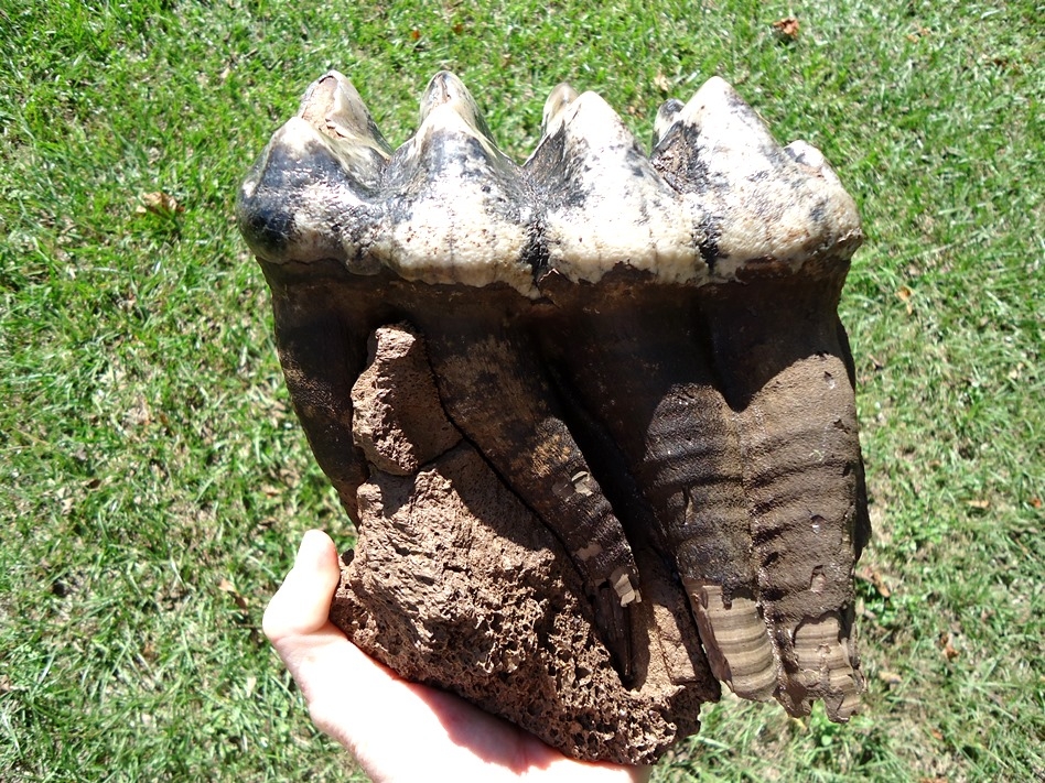 Large image 4 World Class Fully Rooted Five Hump Mastodon Tooth
