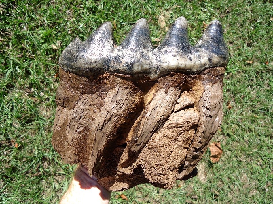 Large image 5 World Class Fully Rooted Five Hump Mastodon Tooth