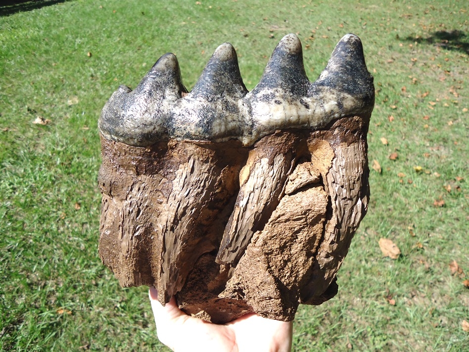 Large image 1 World Class Fully Rooted Five Hump Mastodon Tooth