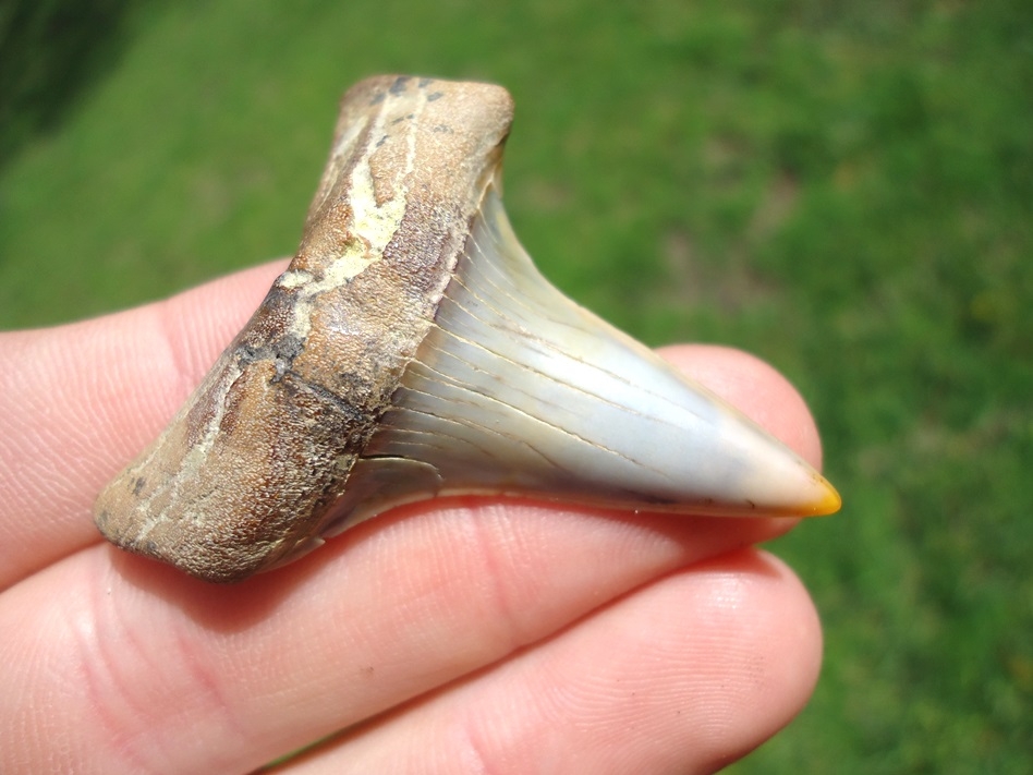 Large image 2 Monstrous Hastalis Lower Shark Tooth