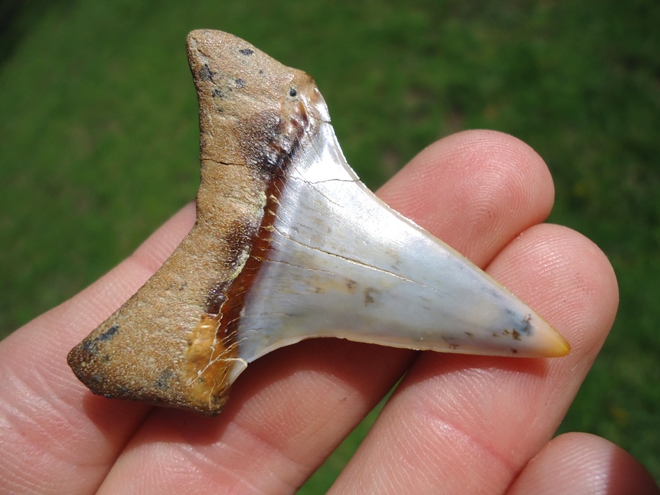 Large image 3 Monstrous Hastalis Lower Shark Tooth