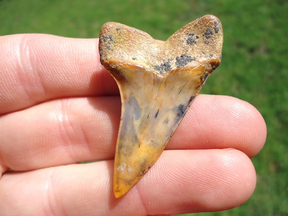 Large image 1 Awesome Bakersfield Planus Shark Tooth