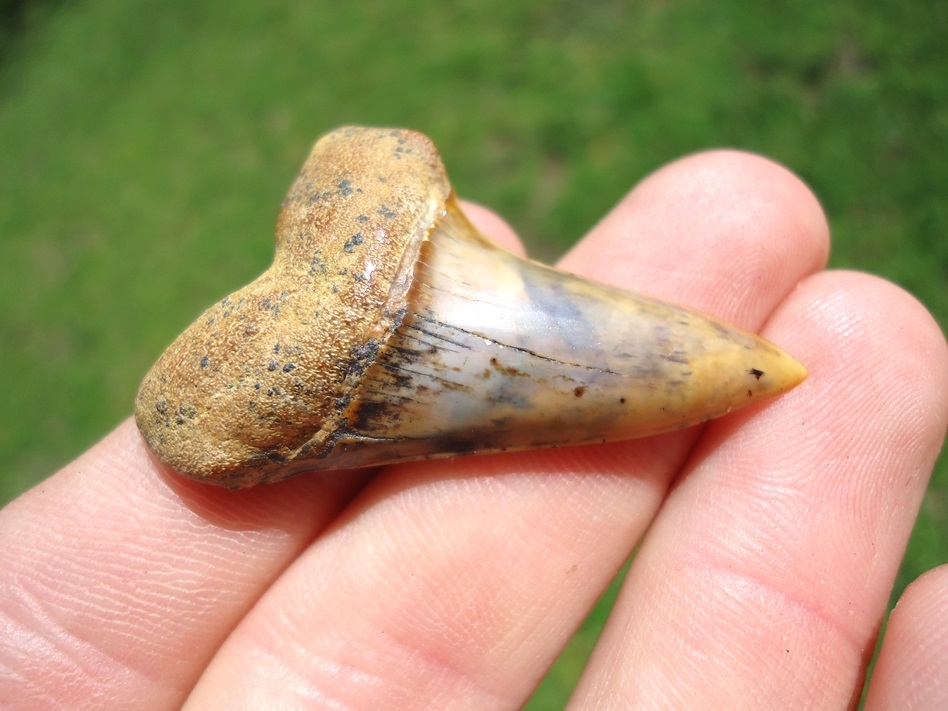 Large image 2 Awesome Bakersfield Planus Shark Tooth