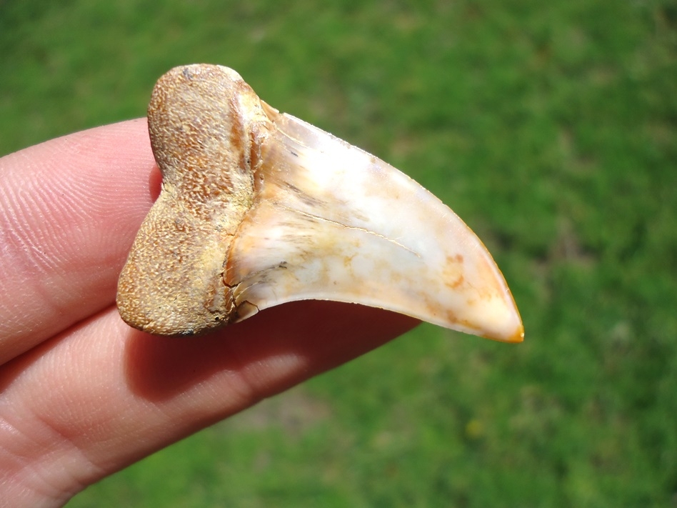 Large image 3 Quality Bakersfield Planus Shark Tooth