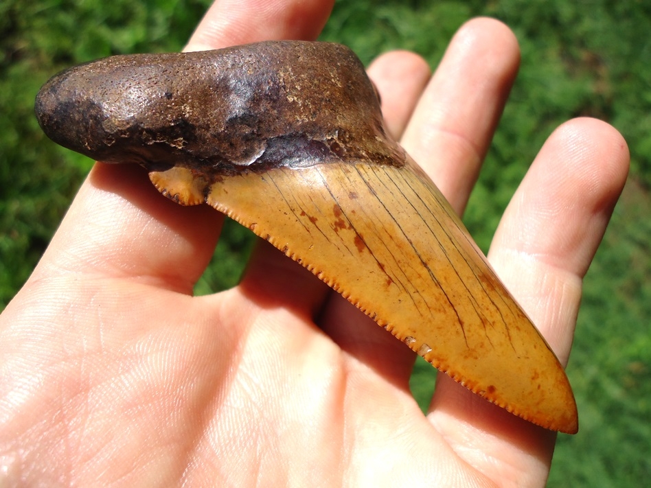 Large image 3 Insane Fiery Red Suwannee River Auriculatus Shark Tooth