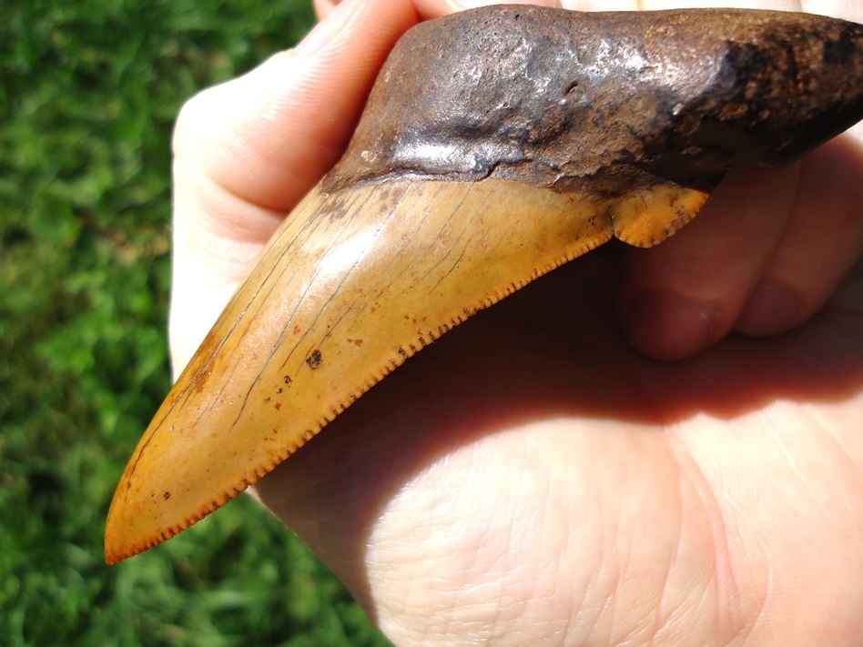 Large image 4 Insane Fiery Red Suwannee River Auriculatus Shark Tooth