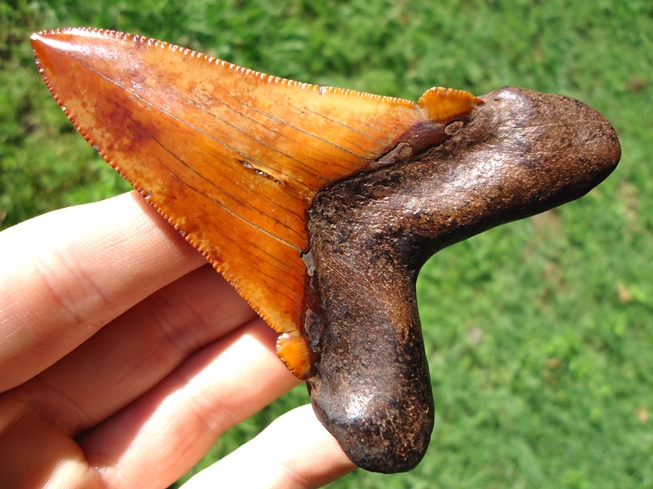 Large image 5 Insane Fiery Red Suwannee River Auriculatus Shark Tooth