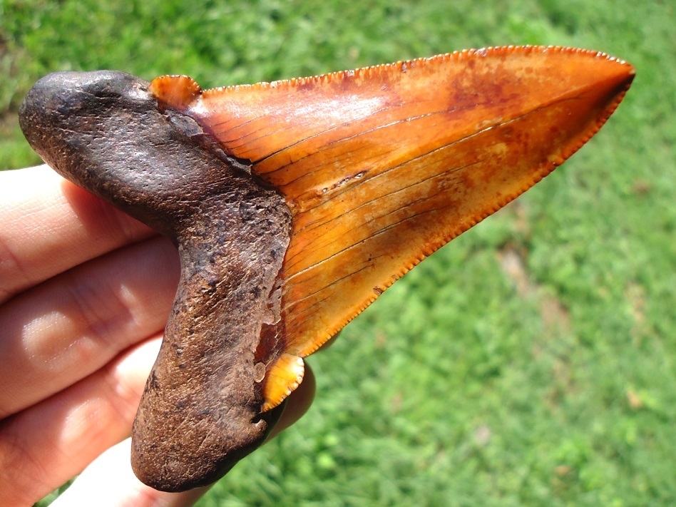 Large image 1 Insane Fiery Red Suwannee River Auriculatus Shark Tooth