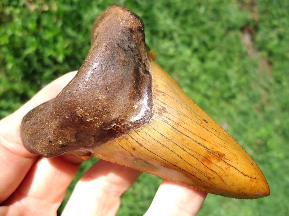 Large image 2 Insane Fiery Red Suwannee River Auriculatus Shark Tooth