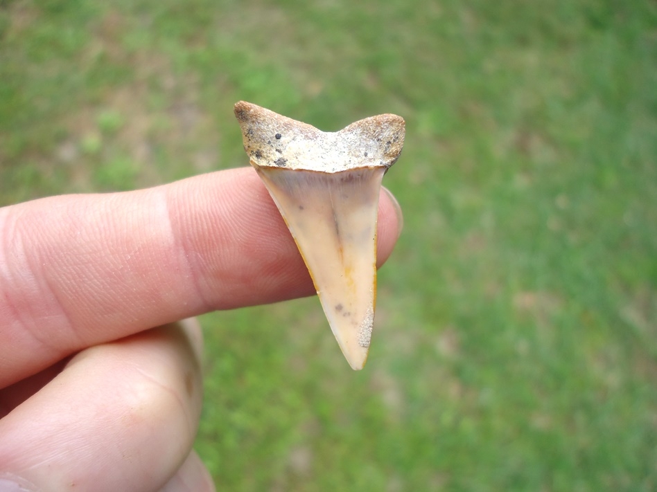 Large image 1 Bargain Bakersfield Hastalis Shark Tooth