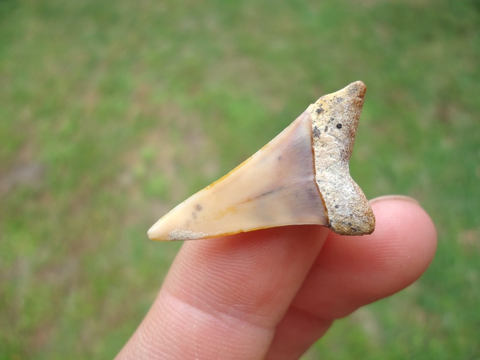 Large image 3 Bargain Bakersfield Hastalis Shark Tooth