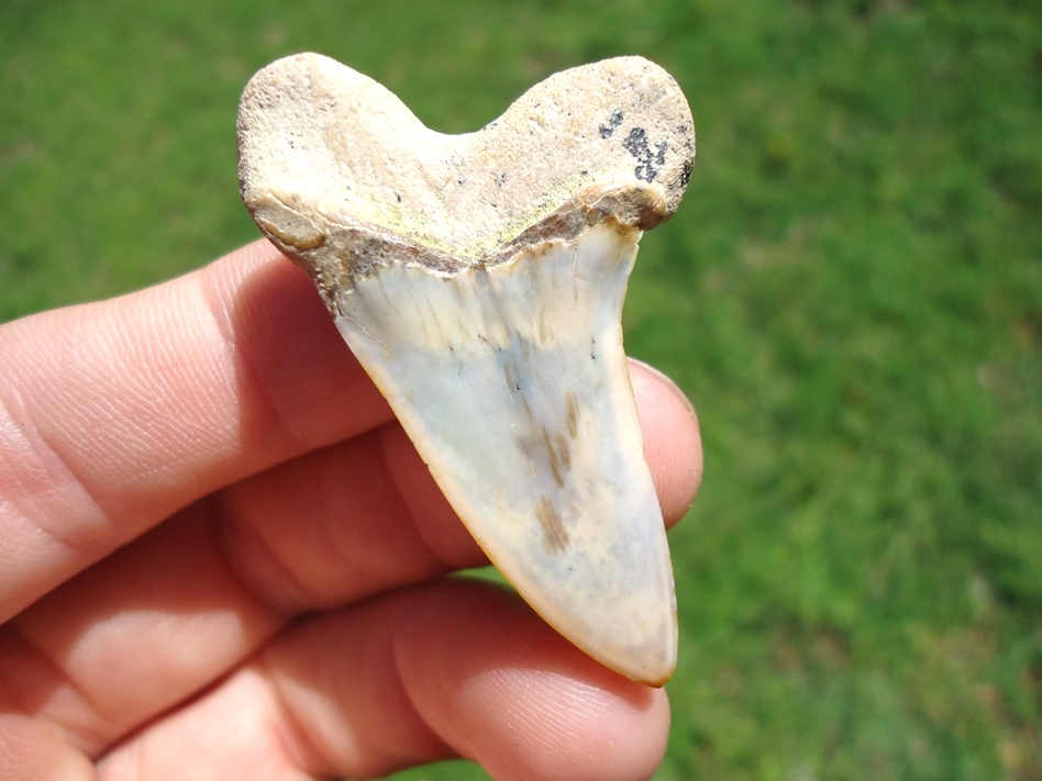 Large image 1 Excellent Bakersfield Planus Shark Tooth