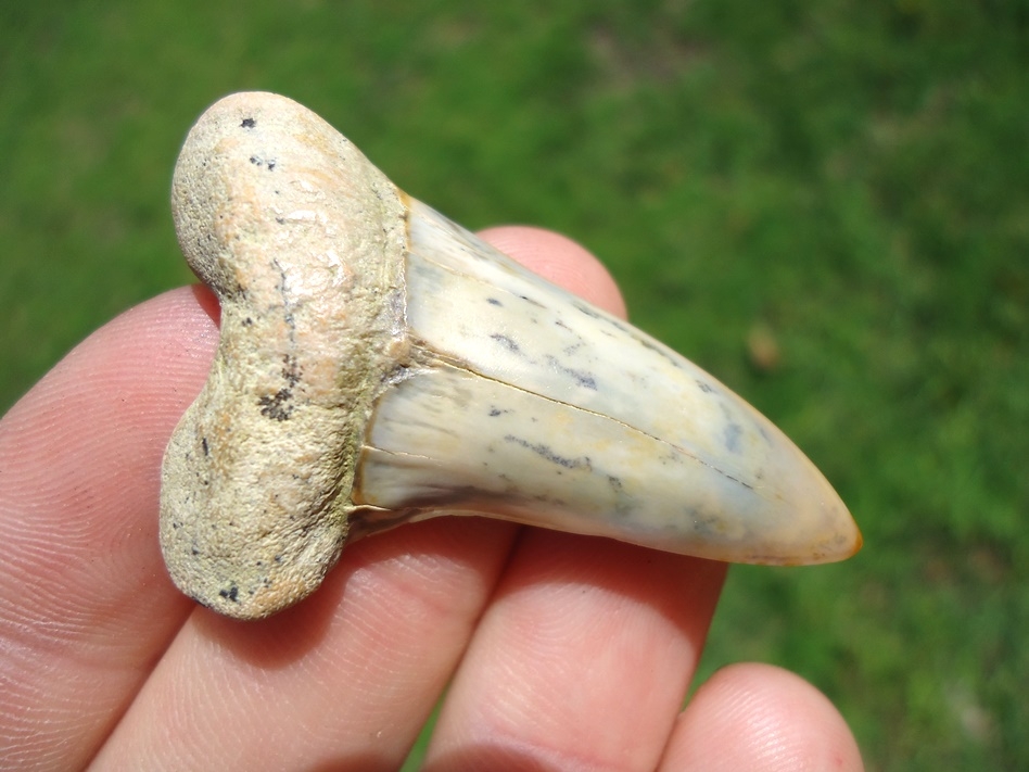 Large image 2 Excellent Bakersfield Planus Shark Tooth