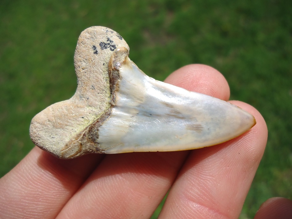 Large image 3 Excellent Bakersfield Planus Shark Tooth