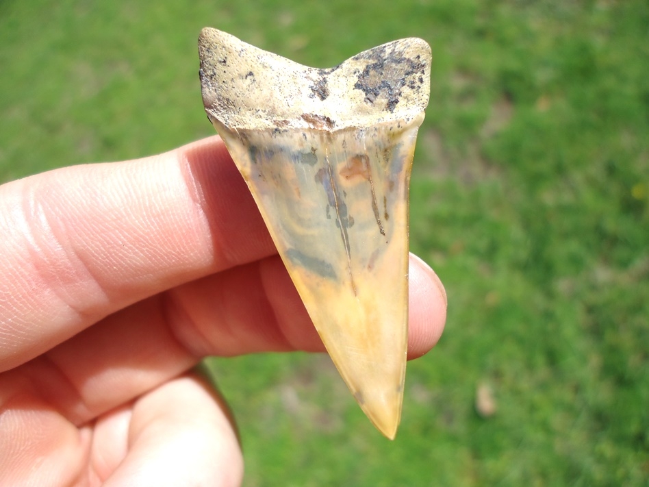 Large image 1 Gorgeous Bakersfield Hastalis Shark Tooth