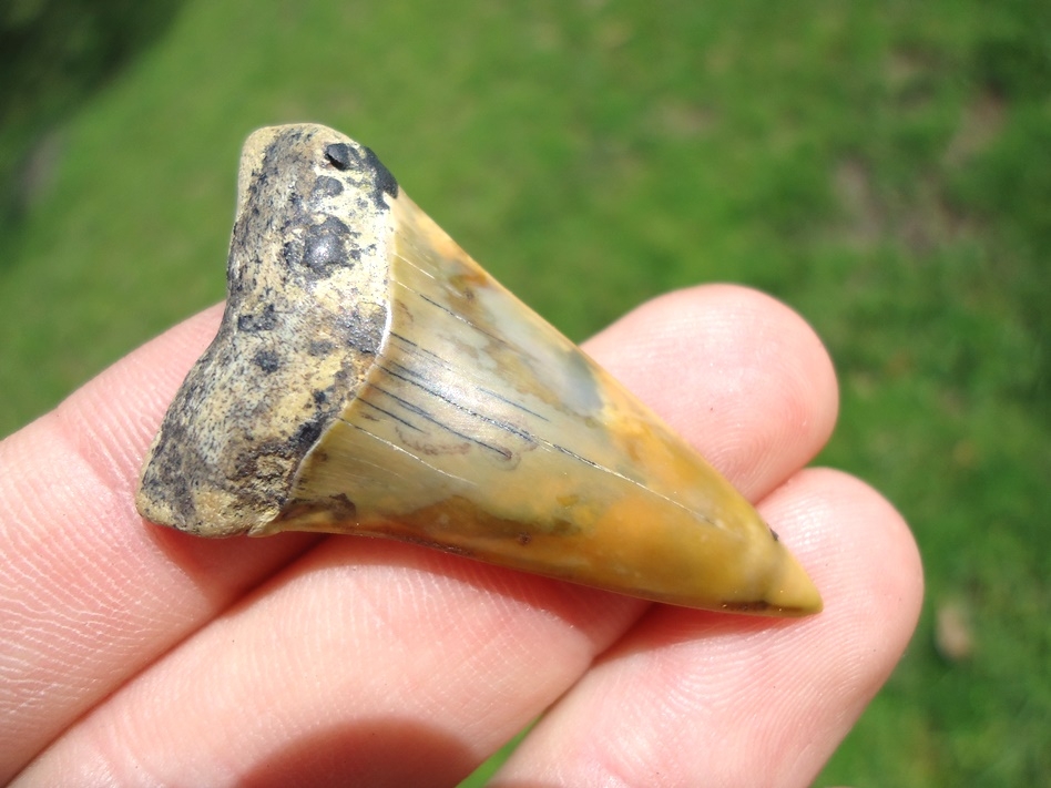 Large image 2 Gorgeous Bakersfield Hastalis Shark Tooth