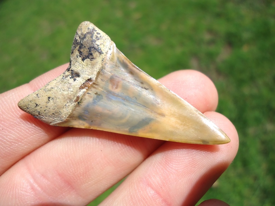 Large image 3 Gorgeous Bakersfield Hastalis Shark Tooth