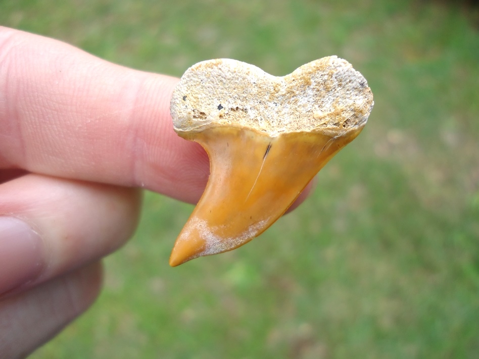 Large image 1 Fiery Orange Bakersfield Planus Shark Tooth