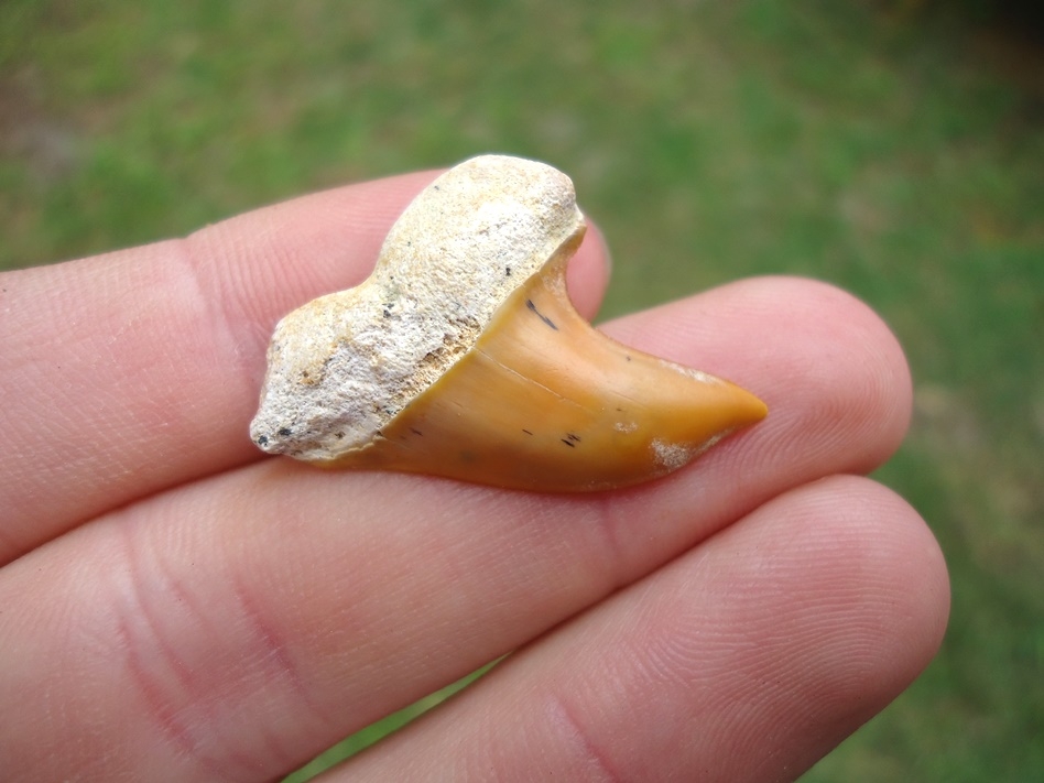 Large image 2 Fiery Orange Bakersfield Planus Shark Tooth