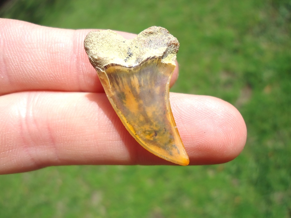 Large image 1 Sweet Little Bakersfield Planus Shark Tooth