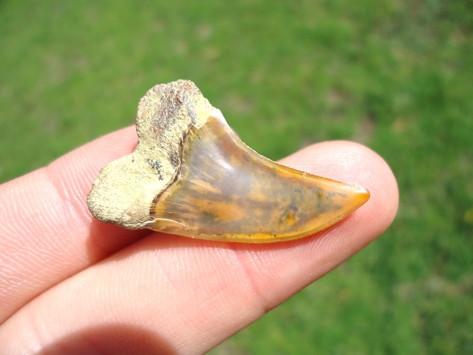 Large image 3 Sweet Little Bakersfield Planus Shark Tooth