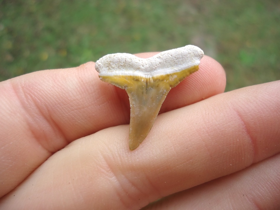 Large image 1 Beautiful Lemon Shark Tooth from Bone Valley