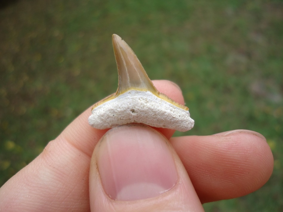 Large image 2 Beautiful Lemon Shark Tooth from Bone Valley