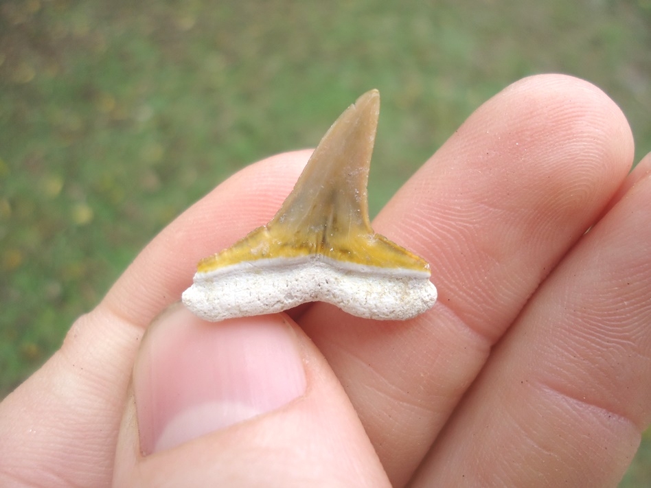 Large image 3 Beautiful Lemon Shark Tooth from Bone Valley
