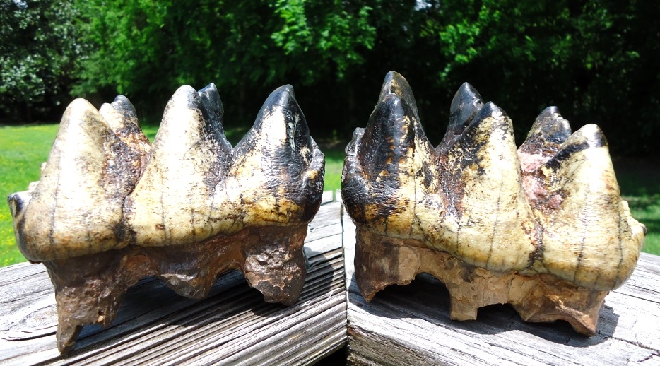 Large image 1 Two Incredible Tiger Stripe Matched Three-Hump Mastodon Teeth