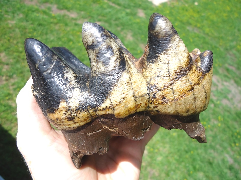 Large image 2 Two Incredible Tiger Stripe Matched Three-Hump Mastodon Teeth