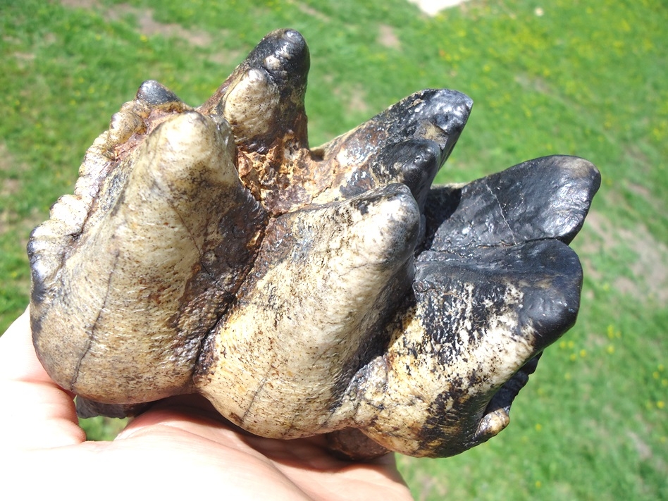 Large image 3 Two Incredible Tiger Stripe Matched Three-Hump Mastodon Teeth