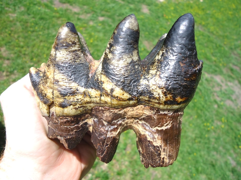 Large image 4 Two Incredible Tiger Stripe Matched Three-Hump Mastodon Teeth