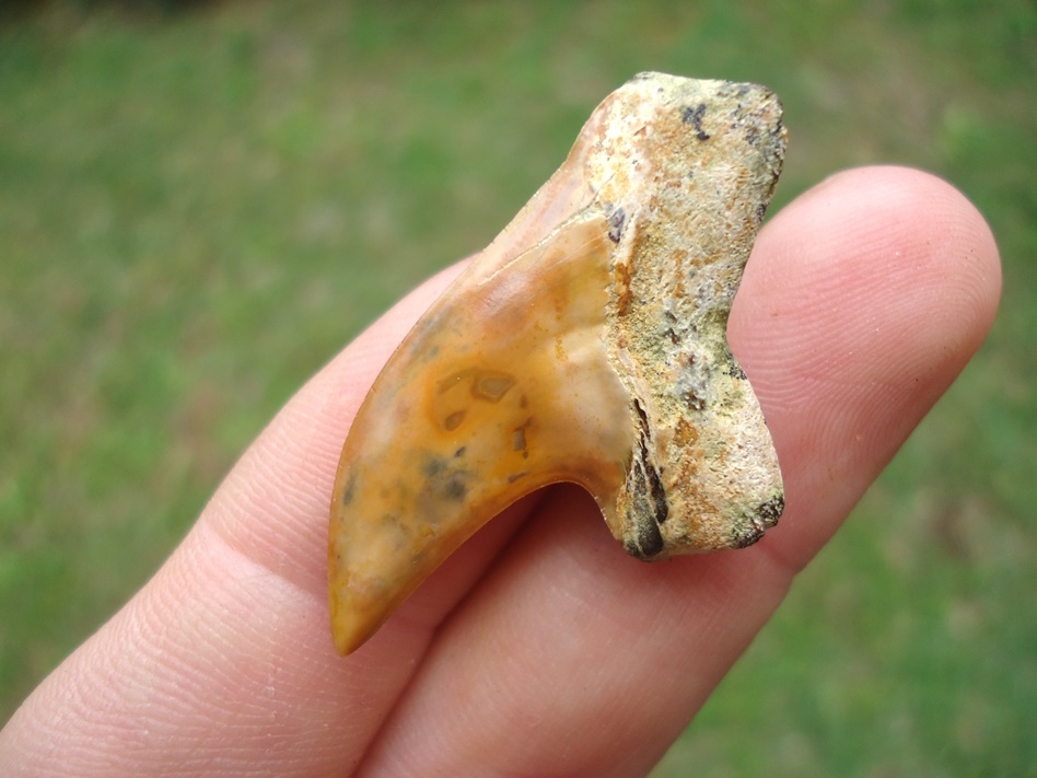 Large image 3 Quality Orange Bakersfield Planus Shark Tooth