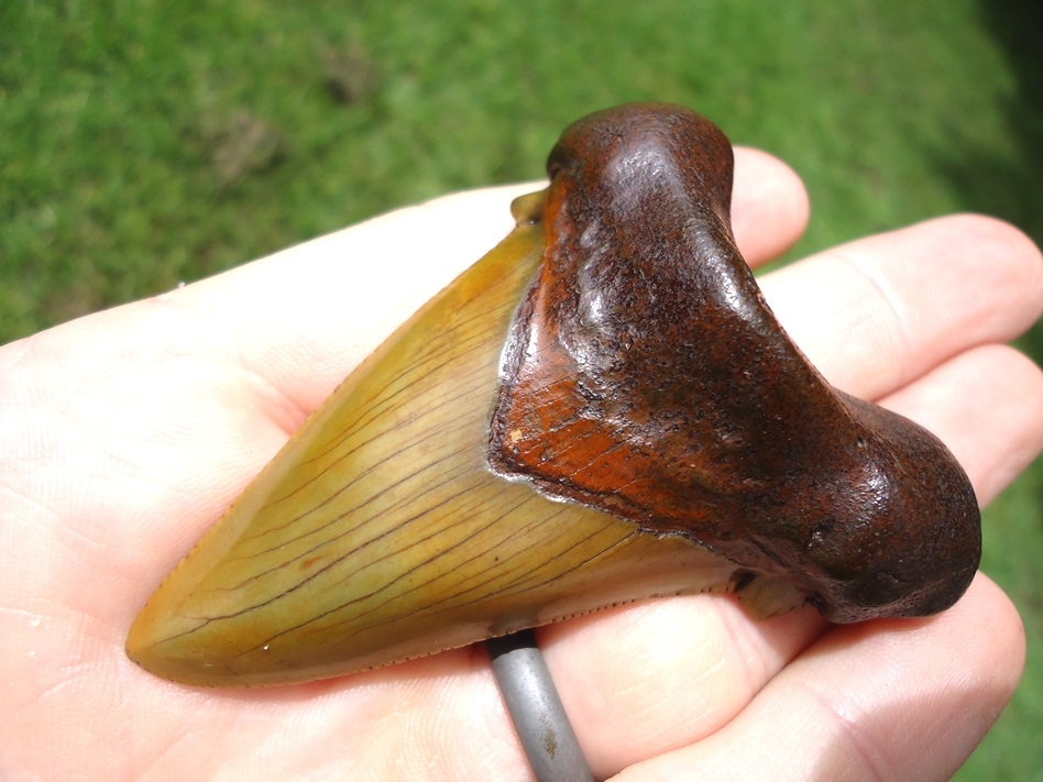 Large image 2 World Class Apple Green Suwannee River Auriculatus Shark Tooth