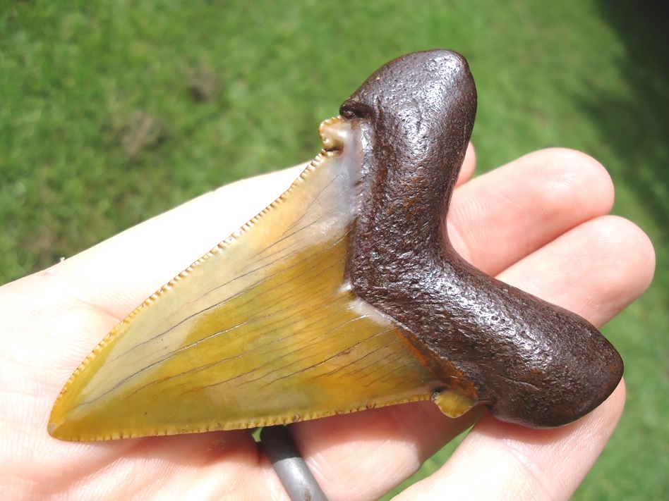 Large image 3 World Class Apple Green Suwannee River Auriculatus Shark Tooth