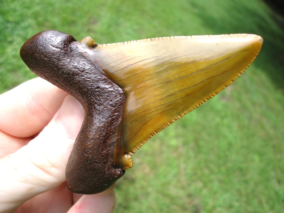 Large image 4 World Class Apple Green Suwannee River Auriculatus Shark Tooth