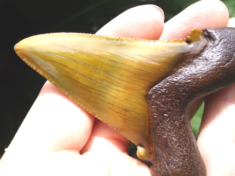 Large image 5 World Class Apple Green Suwannee River Auriculatus Shark Tooth